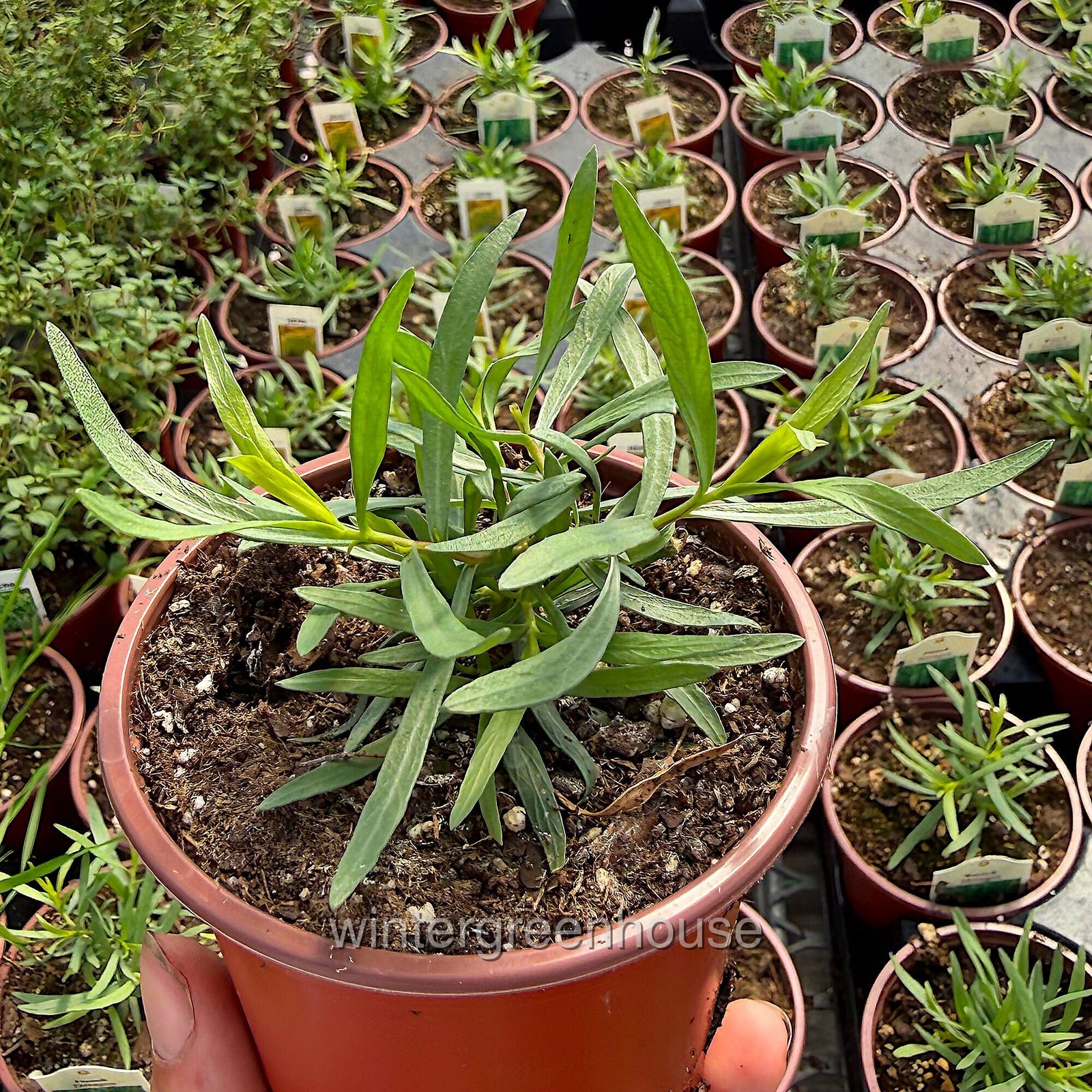 Tarragon, French Tarragon, Container Size: 3″ (2.6×3.5″)