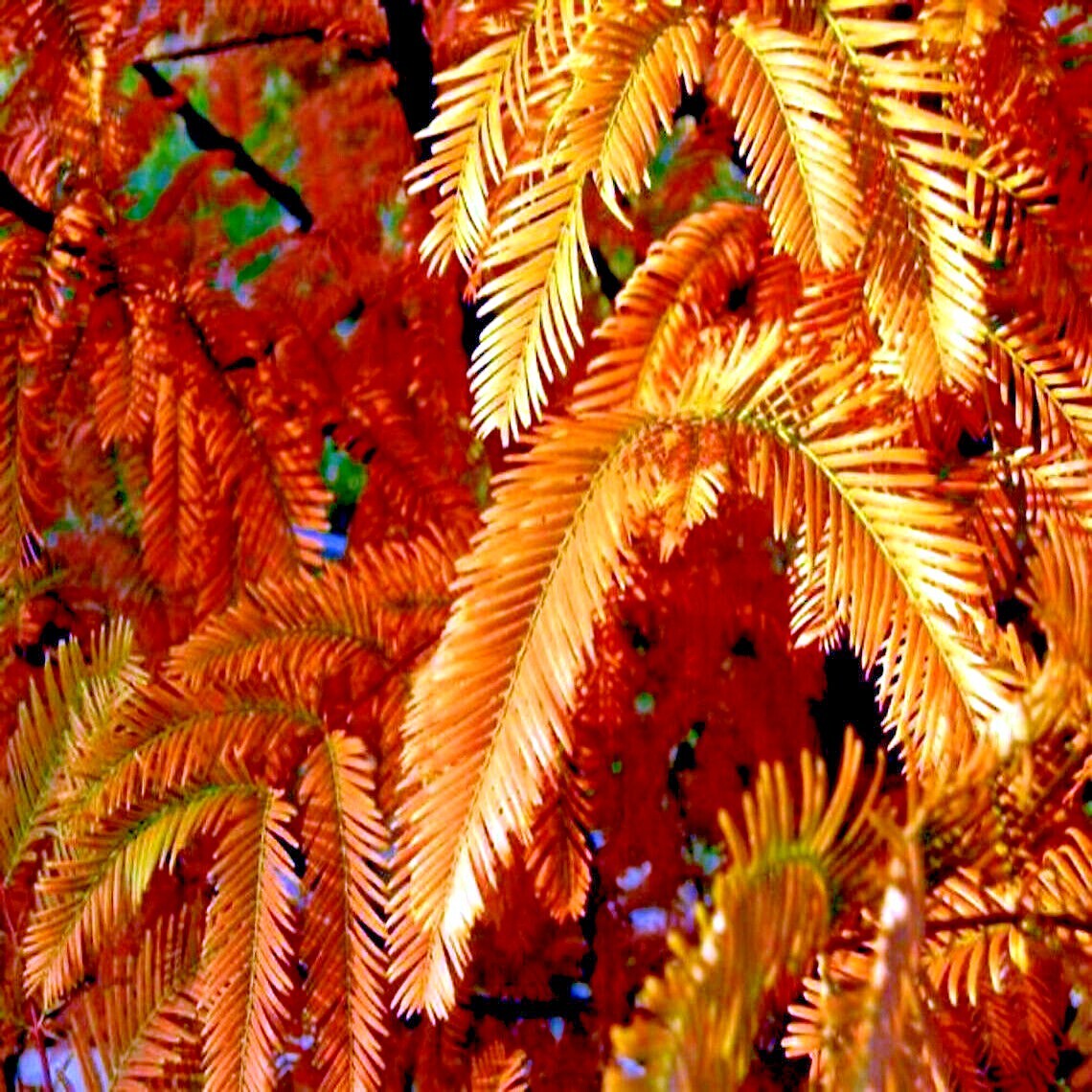 Dawn Redwood Tree Seeds (Metasequoia glyptostroboides) Fast Hardy Bonsai Plant