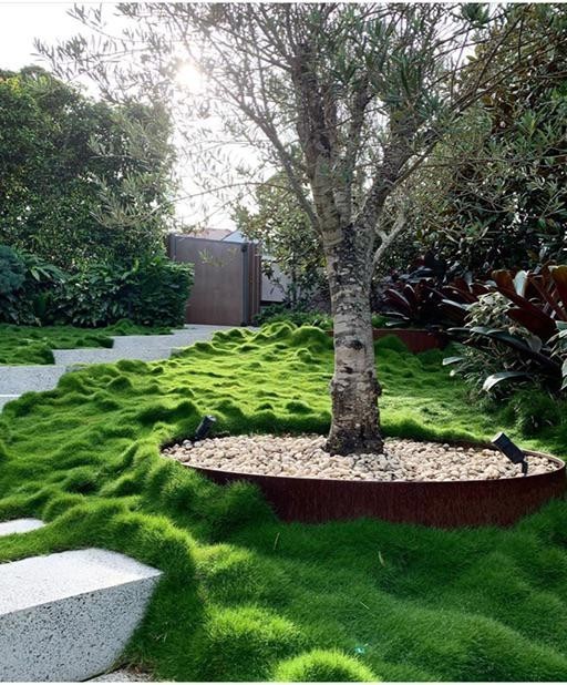 Rare Zoysia tenuifolia, also known as Korean Grass,- as pictured- very limited