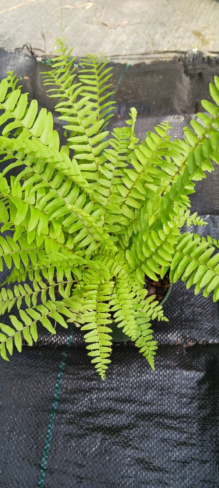 Florida Sworn Fern Nephrolepis exaltata Boston Fern Mad Happenings Tropical