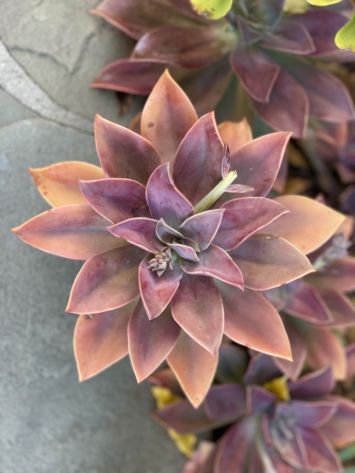 Rare Graptoveria Dusty Succulent Pink Rooted Live Plant 2-Inch Indoor Outdoor