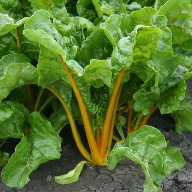 Orange Swiss Chard Seeds, NON-GMO, Colorful Salad, FREE SHIPPING