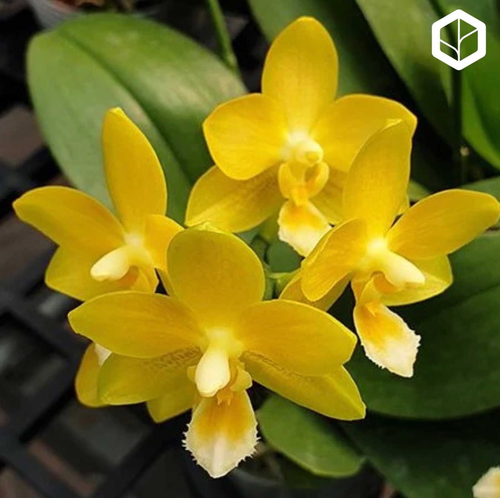 Phalaenopsis Yaphon Perfume ‘Yellow’ [IN SPIKE]
