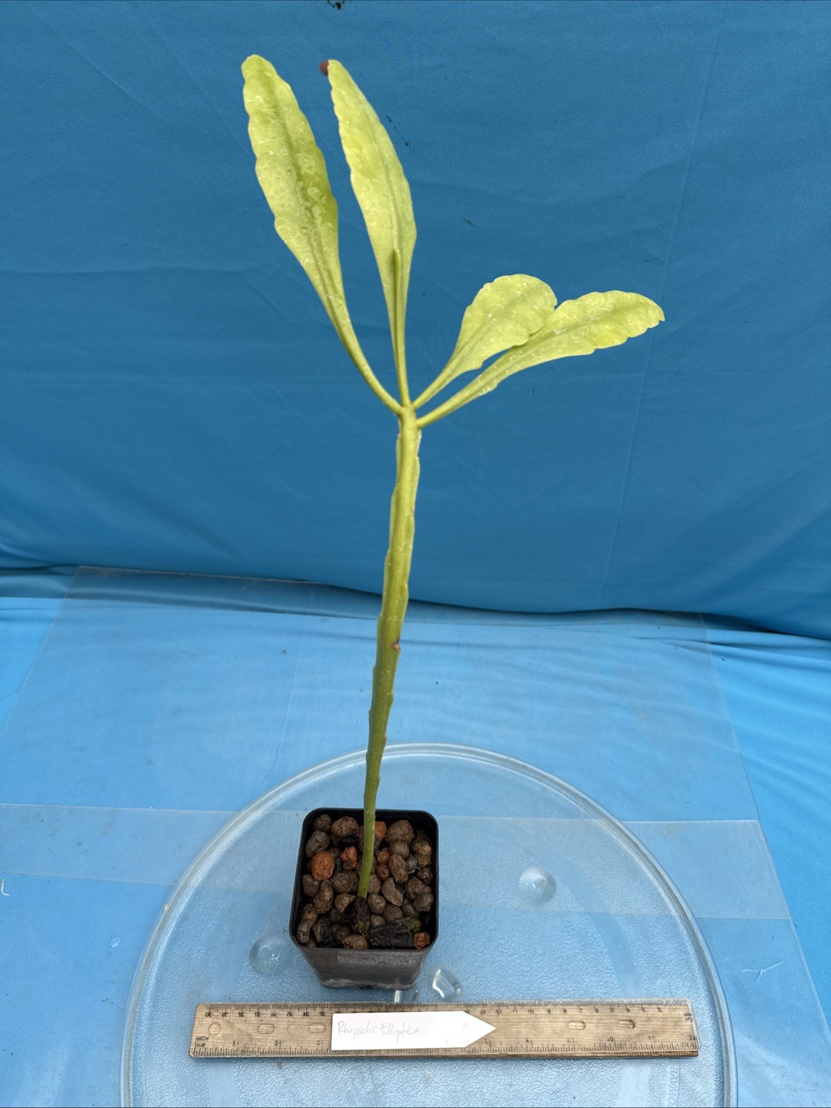 Rhipsalis elliptica Epiphytic Large Rooted Cactus Species 4” Pot New Growth