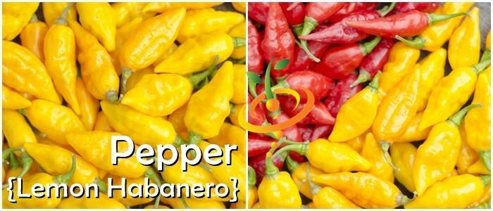 YELLOW LEMON HABANERO PEPPER seeds NON-GMO super hot EXOTIC OUCH LOOK OUT!
