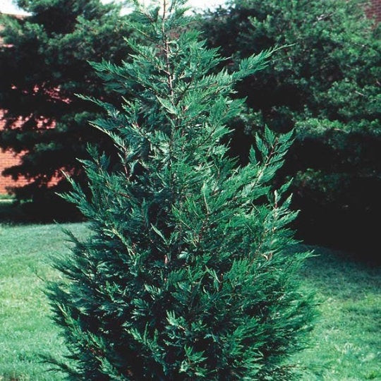 Leyland Cypress trees 10 pot 2.5″ inch pot