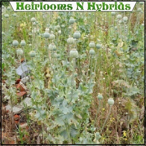 Turkish Papaever Somniferum Poppy Seeds 5,000-20,000 Imported Fresh For Planting