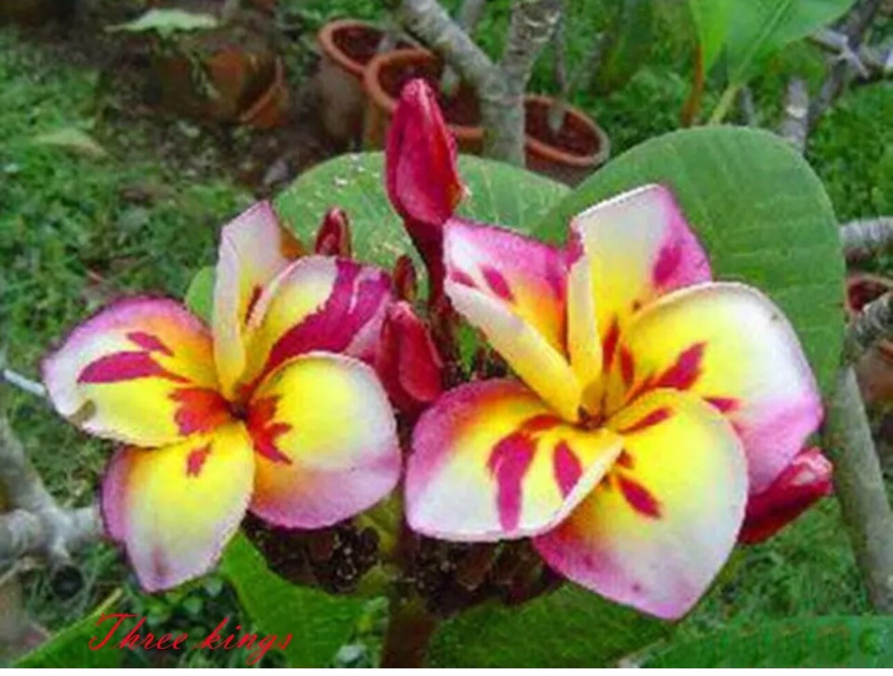 Three Kings-Plumeria Rubra Frangipani-SMALL Rooted Seedling Plant-6”-13” tall