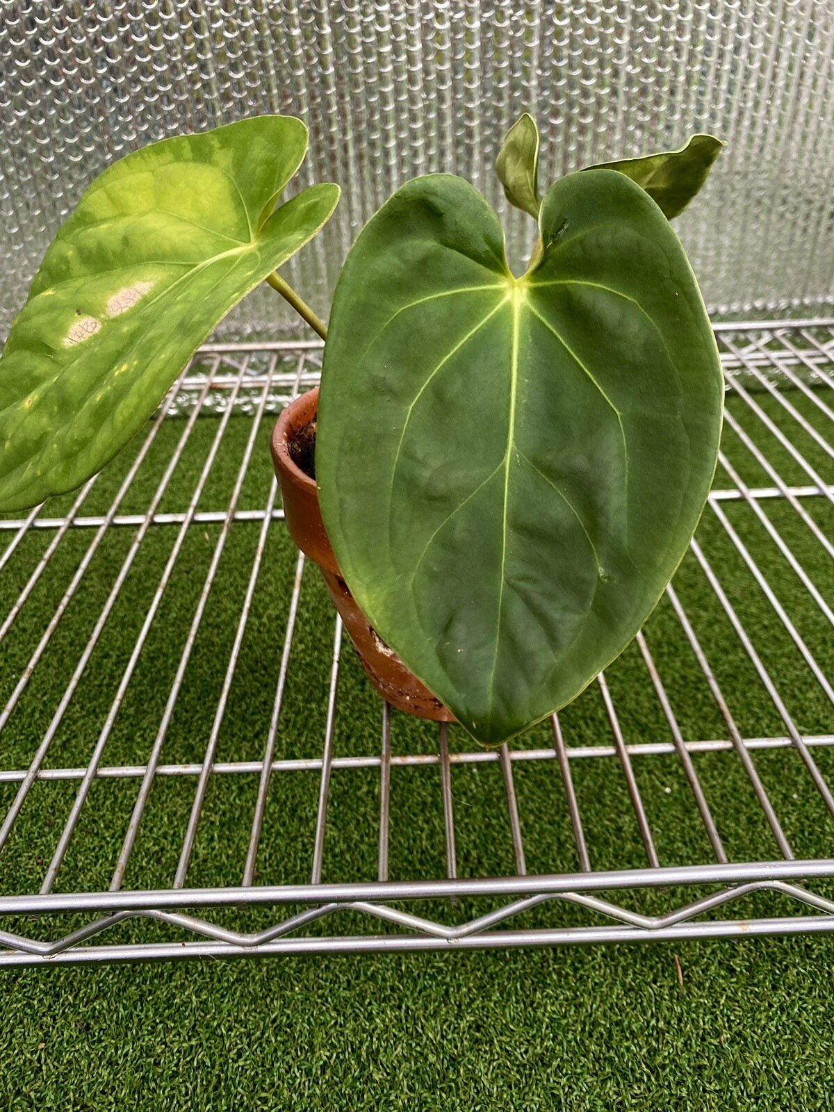 Anthurium Papilliaminum established Plant. US SELLER