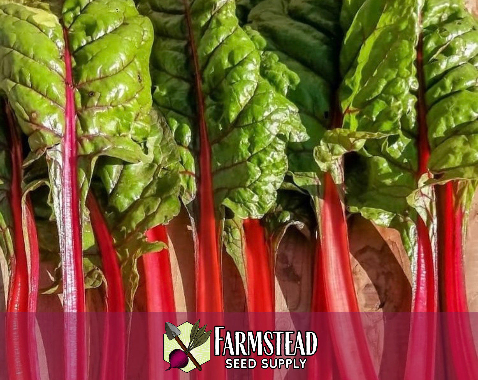 400+ Swiss Chard Seeds [Rhubarb] Vegetable Gardening Heirloom, Non-GMO, USA