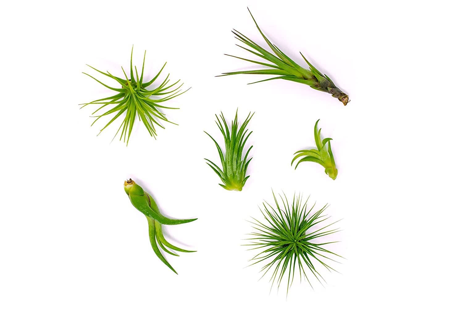 Altman Plants 12 Air Plant Variety Pack – Small Tillandsia Terrarium Kit –