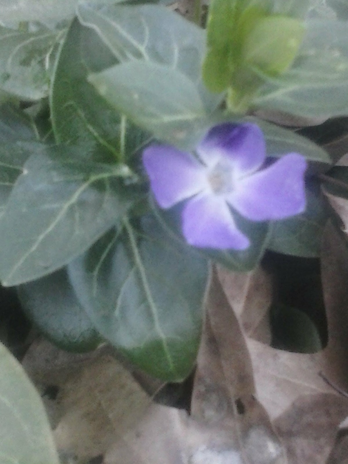 30 Vinca major Periwinkle Vine  Live Bare Root, Varies In Length. ready to plant