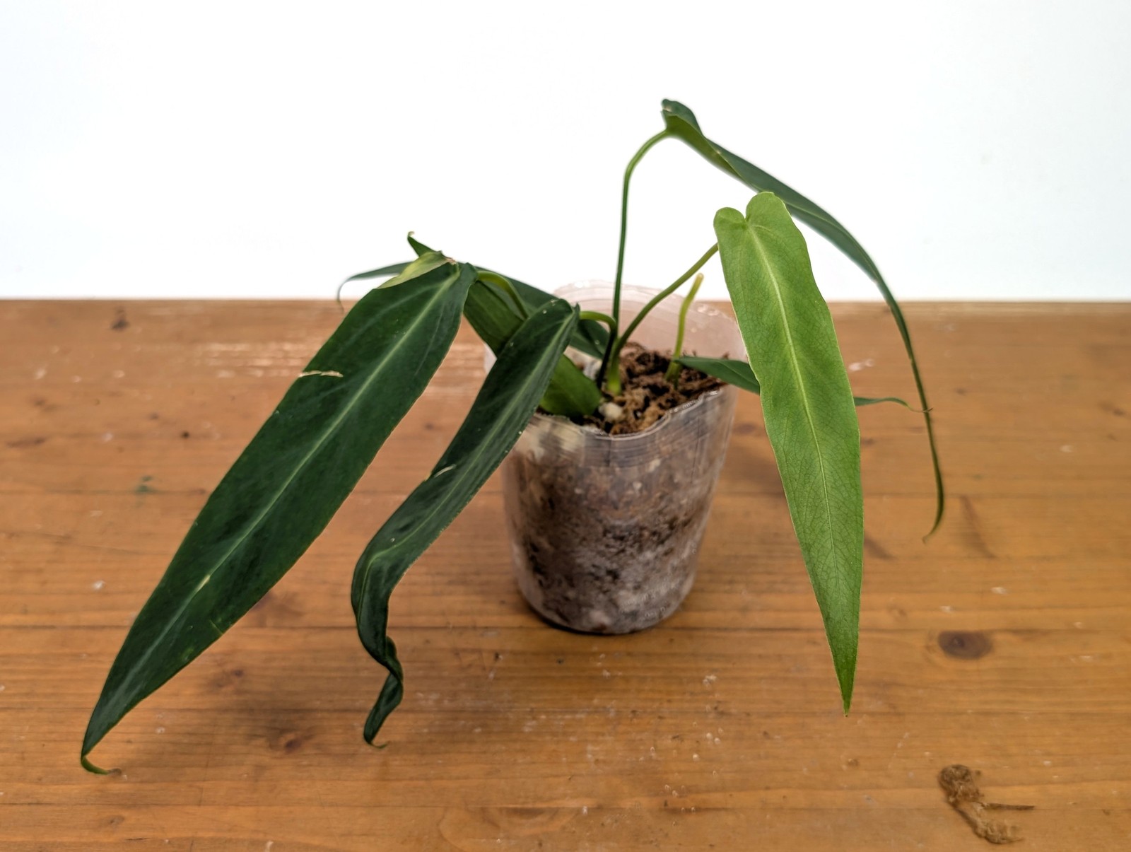 Anthurium Warocqueanum Esmeralda – Exact Plant #27A (4 inch pot)