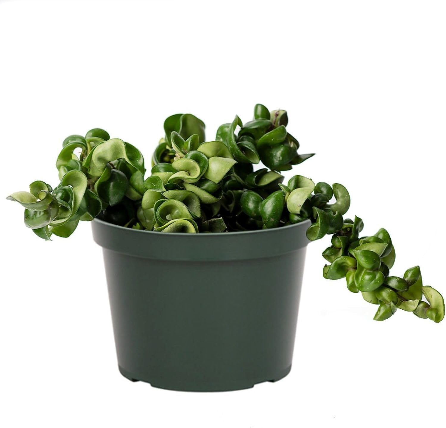 American Plant Exchange Hoya Compacta Hindu Rope, 6-Inch Pot, Live Flowering Wax