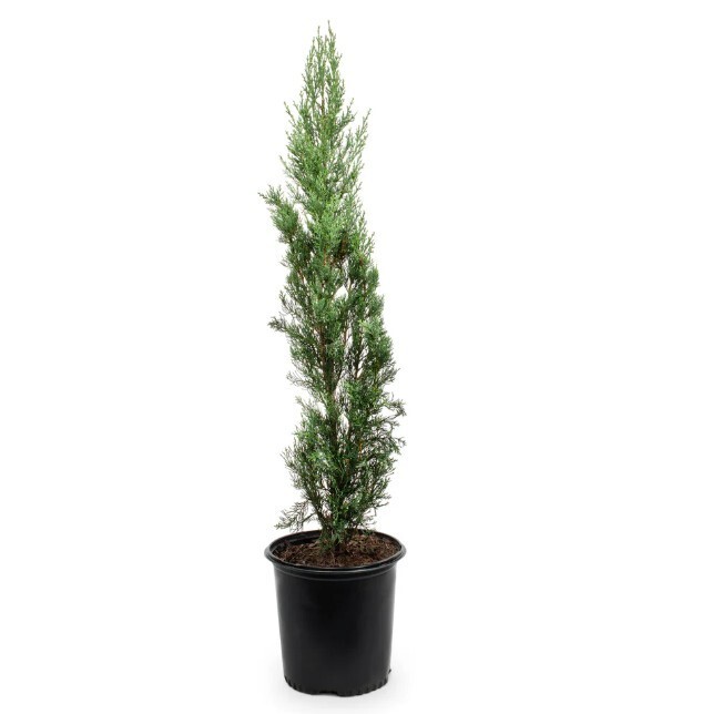 Italian Cypress in 1 gal 2-3 ft Outdoor Mediterranean Cypress Evergreen Plant