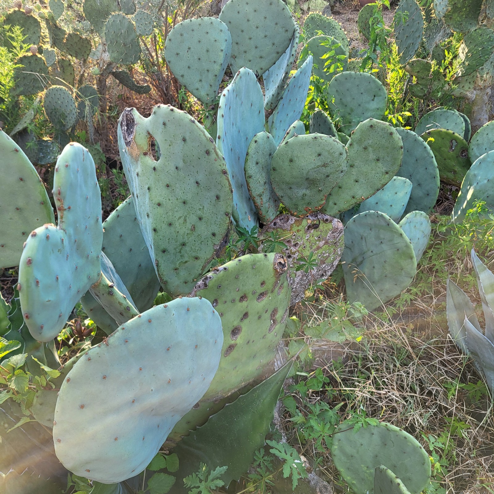 Cactus tunero sin espinas de Nuevo México, USA tunas comestibles Zone 7b Nopal