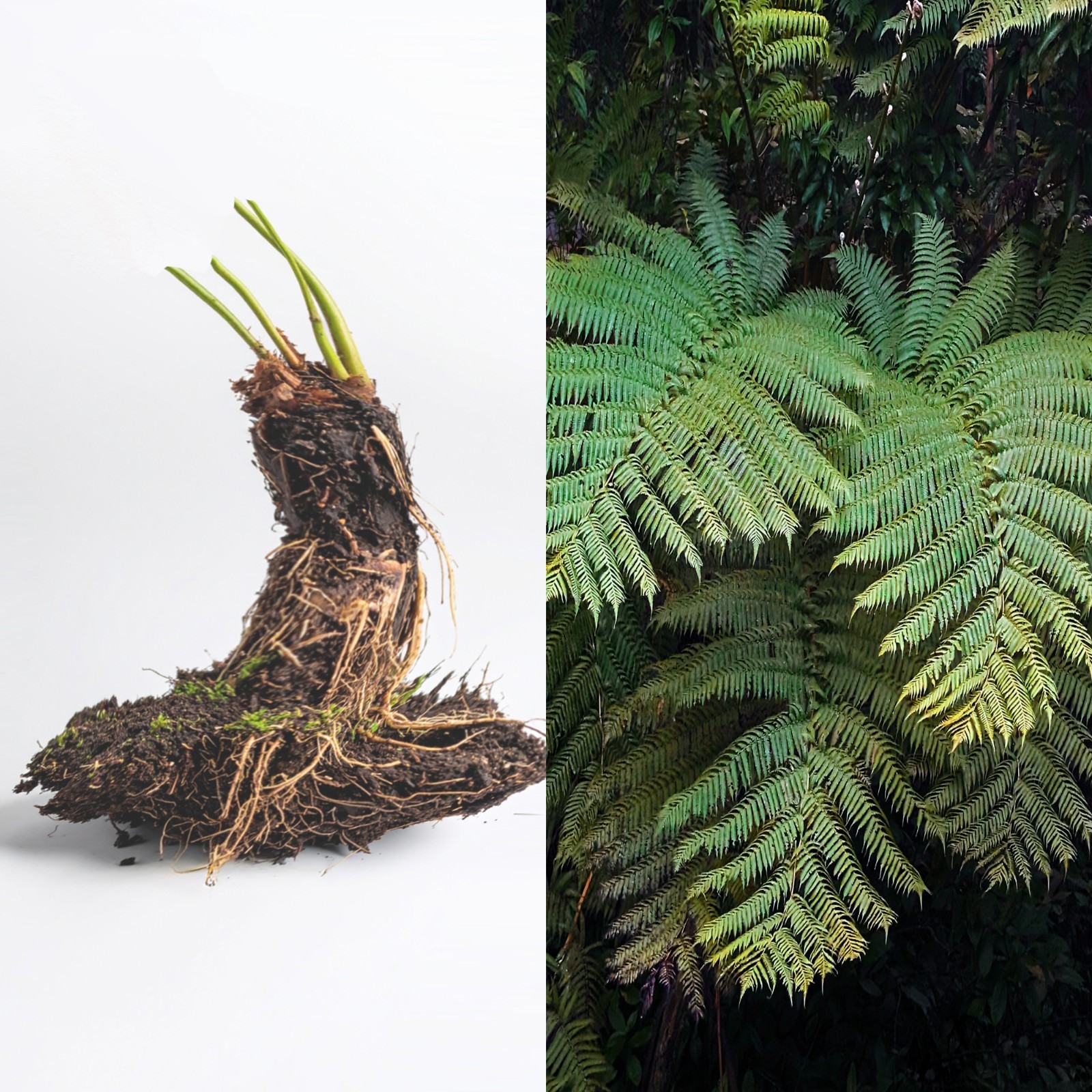 LIVE Mature, wider trunk : Cyathea ARBOREA Giant TREE FERN 7″ inch, exotic fern