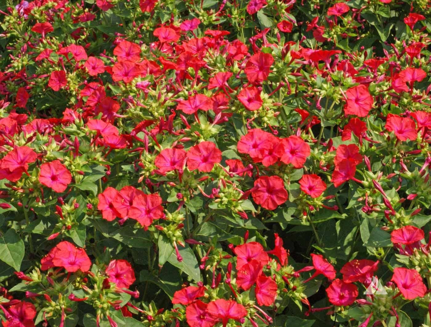 Four O’Clock Seeds Red, Mirabilis Jalapa 50 Seeds Free Shipping!