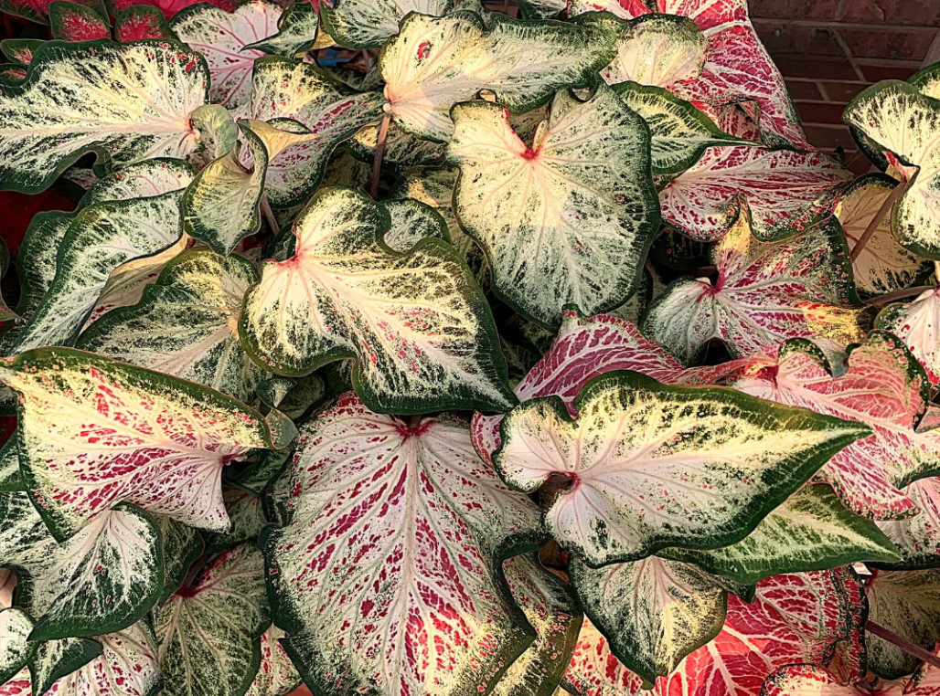 Caladium ‘Peppermint’ – Size #2 Bulbs (4 Bulbs, 1-1.5″) – Vibrant Pink Tropical