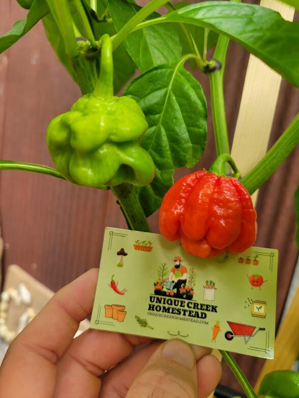RED X Pepper Seeds Super Hot 1,000,000+ Scoville SHU Unique Creek