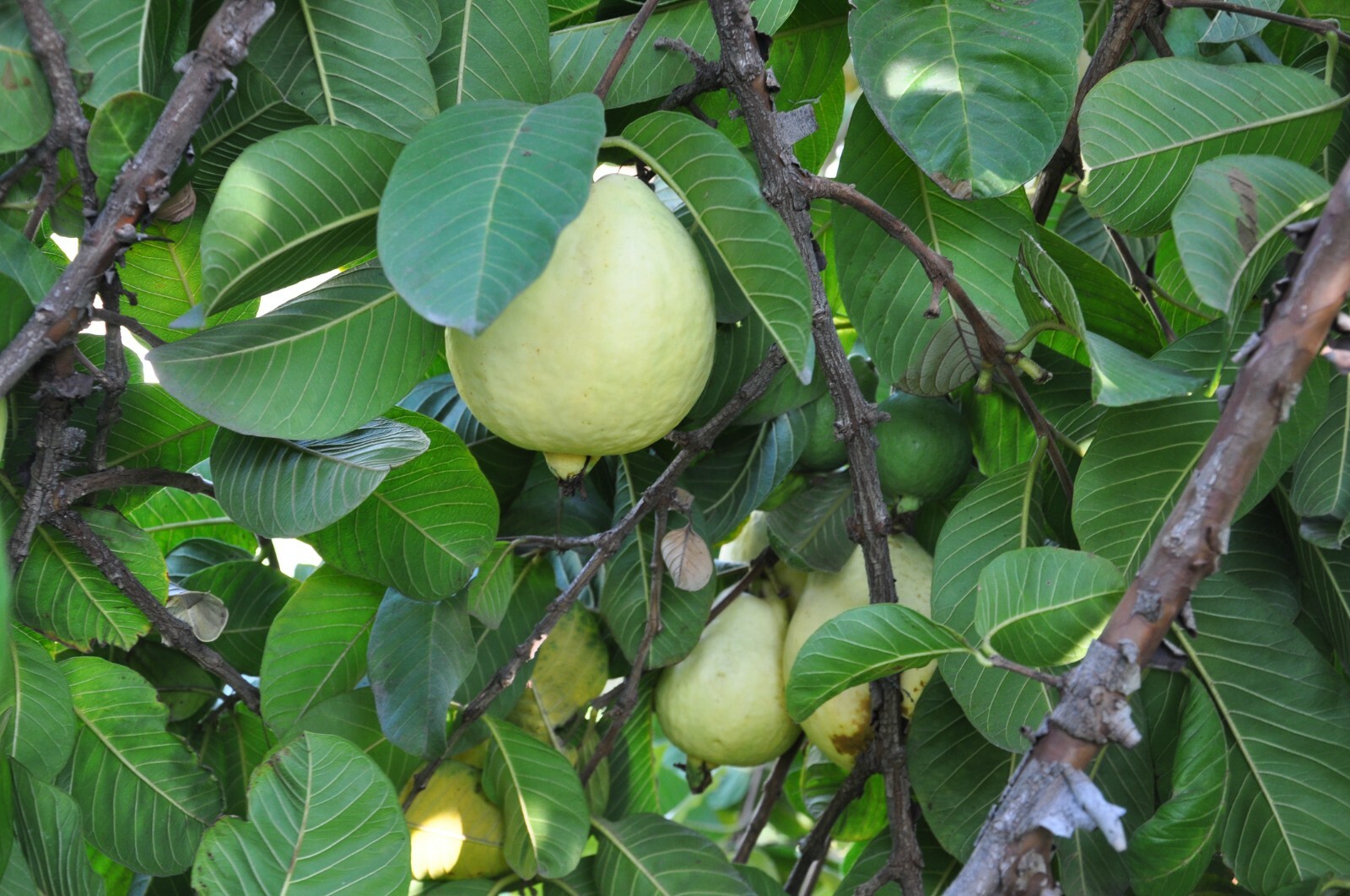 1 Asian Cream White Tropical Guava Fruit Tree Psidium Guajava Tree App 14″