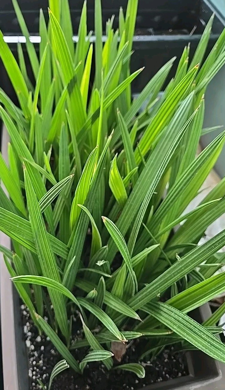 1- Medjool 1+ Year Old Date Palm Tree Seedling Phoenix Dactylifera Plant Sapling