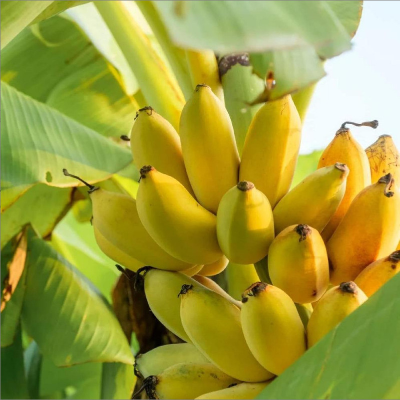 100 Pcs Banana Fruit Seeds | Home Garden Edible Plant Seeds