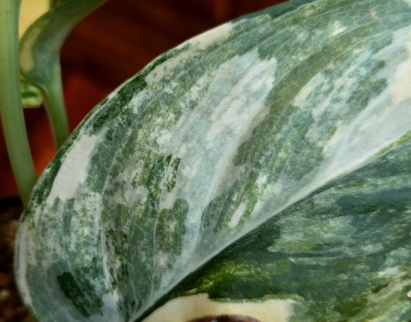 Rare Scindapsus Jade Satin Aurea Variegated 9″ Tall not Monstera Philodendron