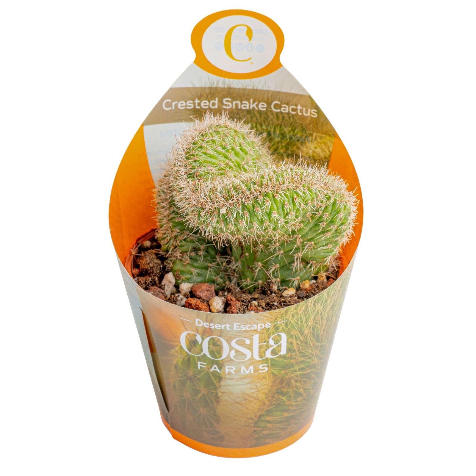 Costa Farms Desert Escape Assorted Variety Rare Cacti Live Plants In Plastic