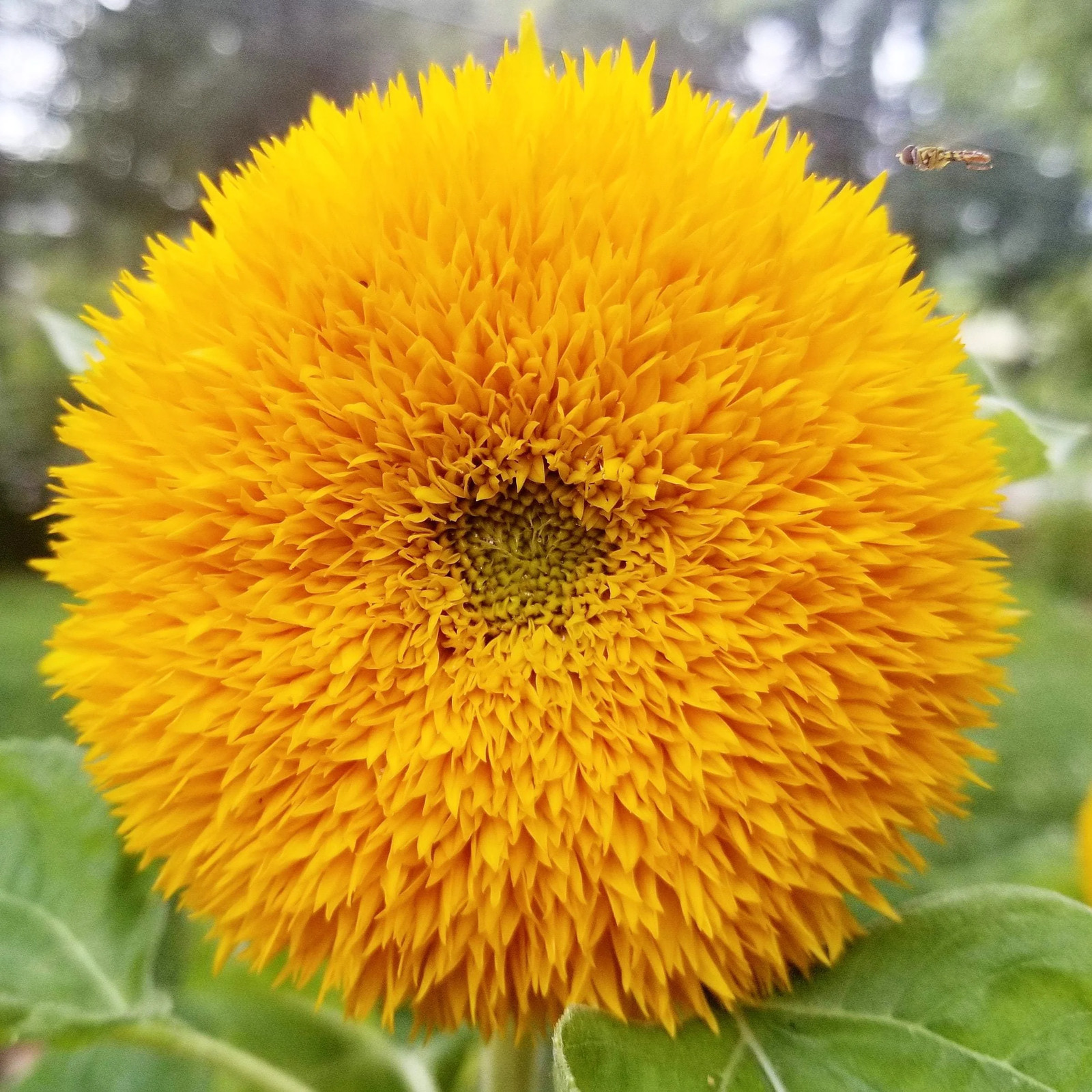 Tall Teddy Bear Sunflower Seeds | Giant Sungold Big Gold Sun Flower Seed 2024