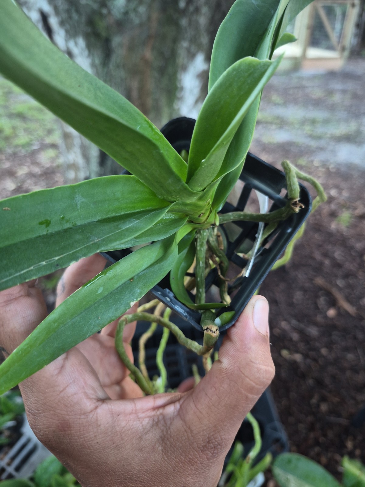 Vandachostylis Crownfox Magic Vanda Orchid Plant