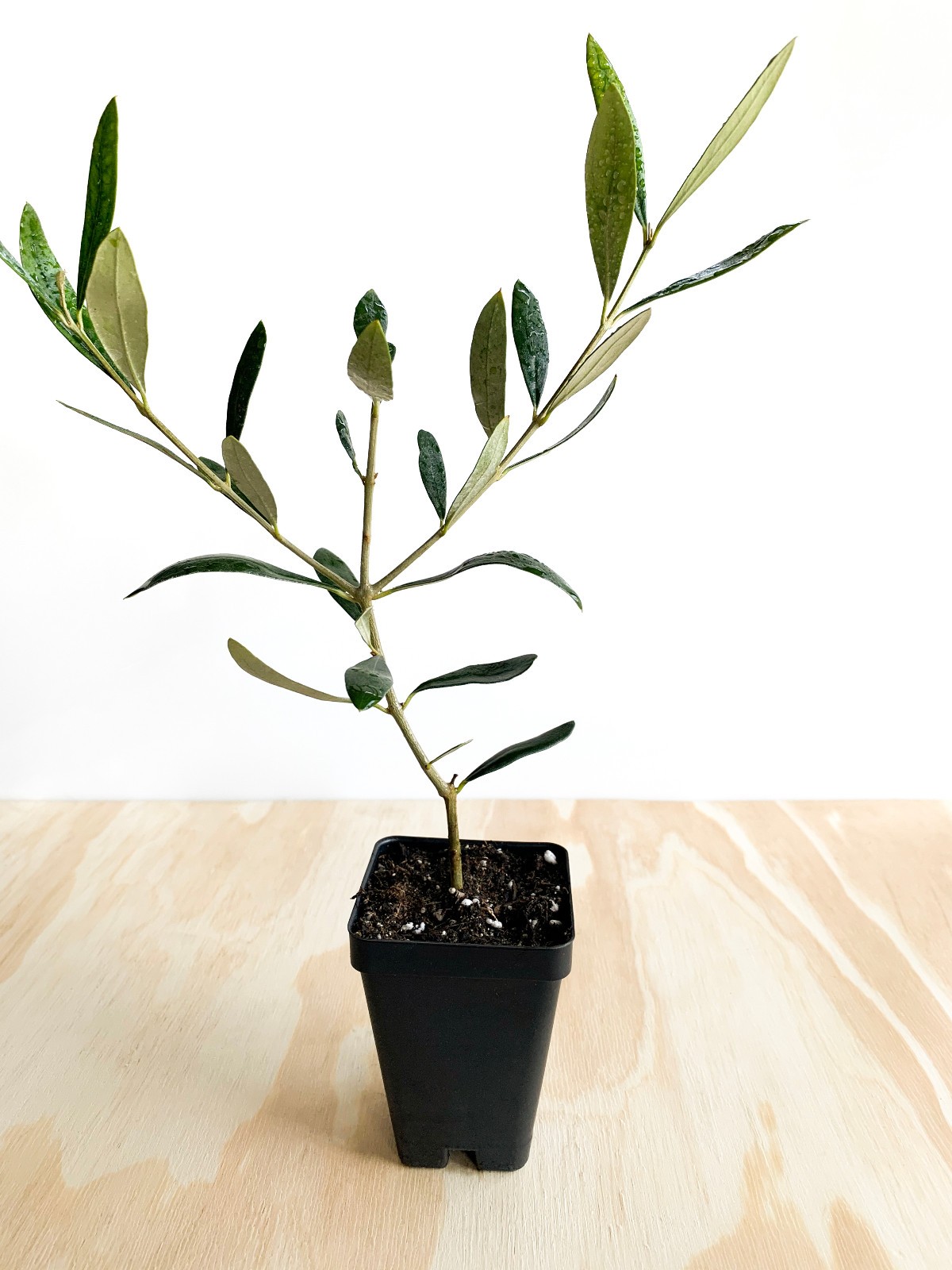 Olive Tree (Olea Europaea) – 2.5 Inch Pot