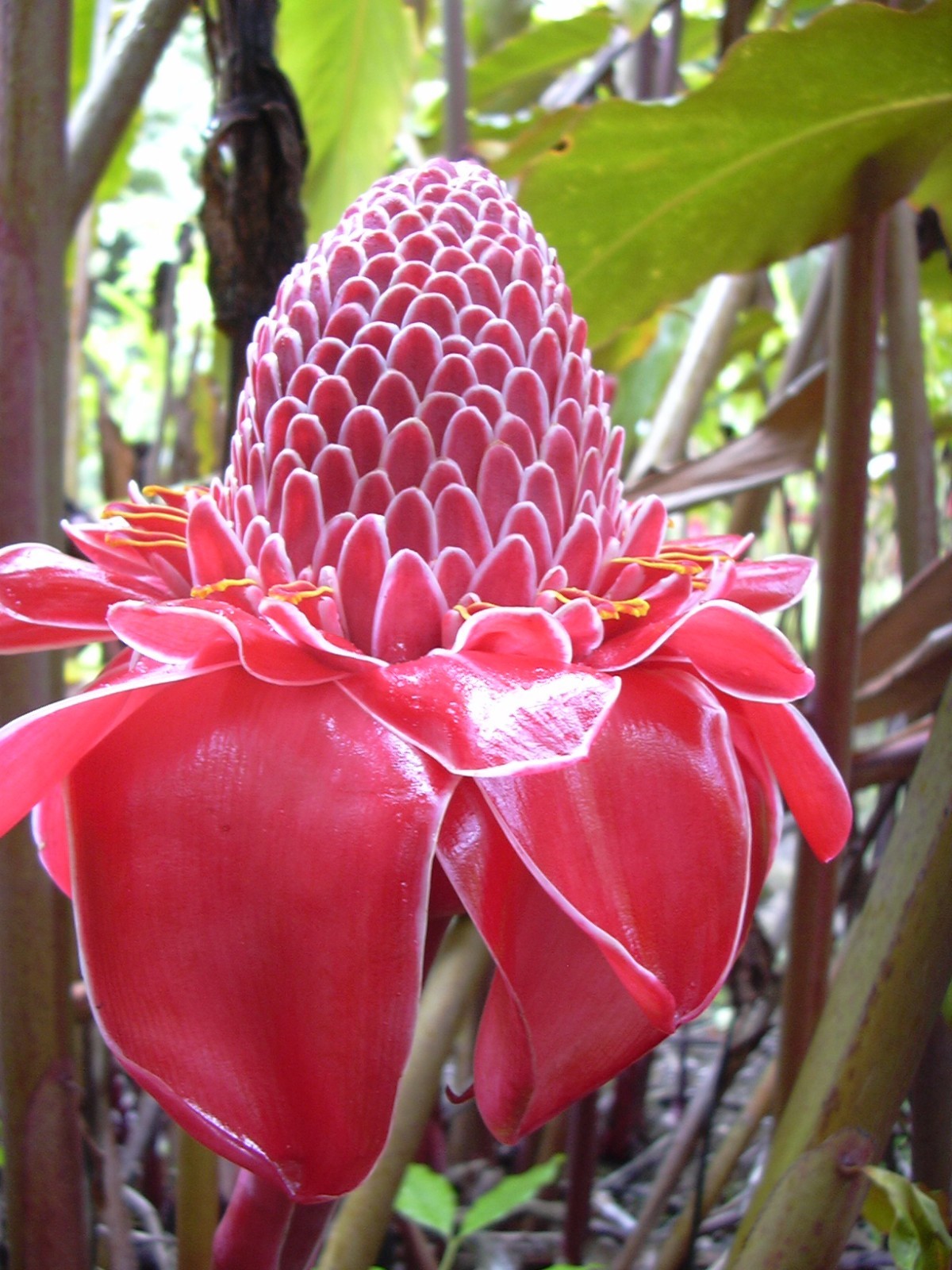 Etlingera elatior Pink Torch Ginger 10 seeds