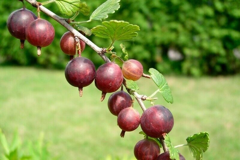 1 Captivator Gooseberry live rooted plant, Shrub zones 3-8.