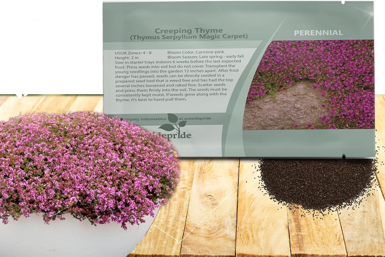 500 Pack of GMO-Free Magic Carpet Creeping Thyme Seeds for Vibrant Landscapes