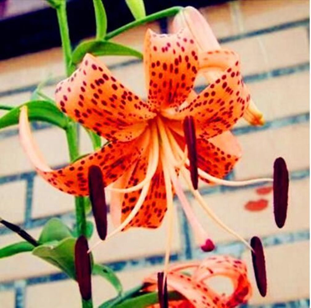 20 LILY FLOWER SEEDS rare exotic bloom blossom plant garden bush for germination