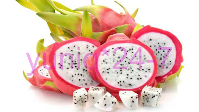 (1) Cutting ~White Flesh~ Dragon Fruit Plant Pitahaya Hylocereus 14″ – 18″ Long