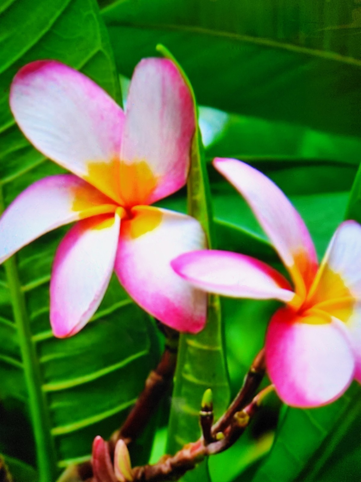 2 Plumeria Cutting Lot YOU PICK COLOR Yell White Red Rainbow 14″ Frangipani