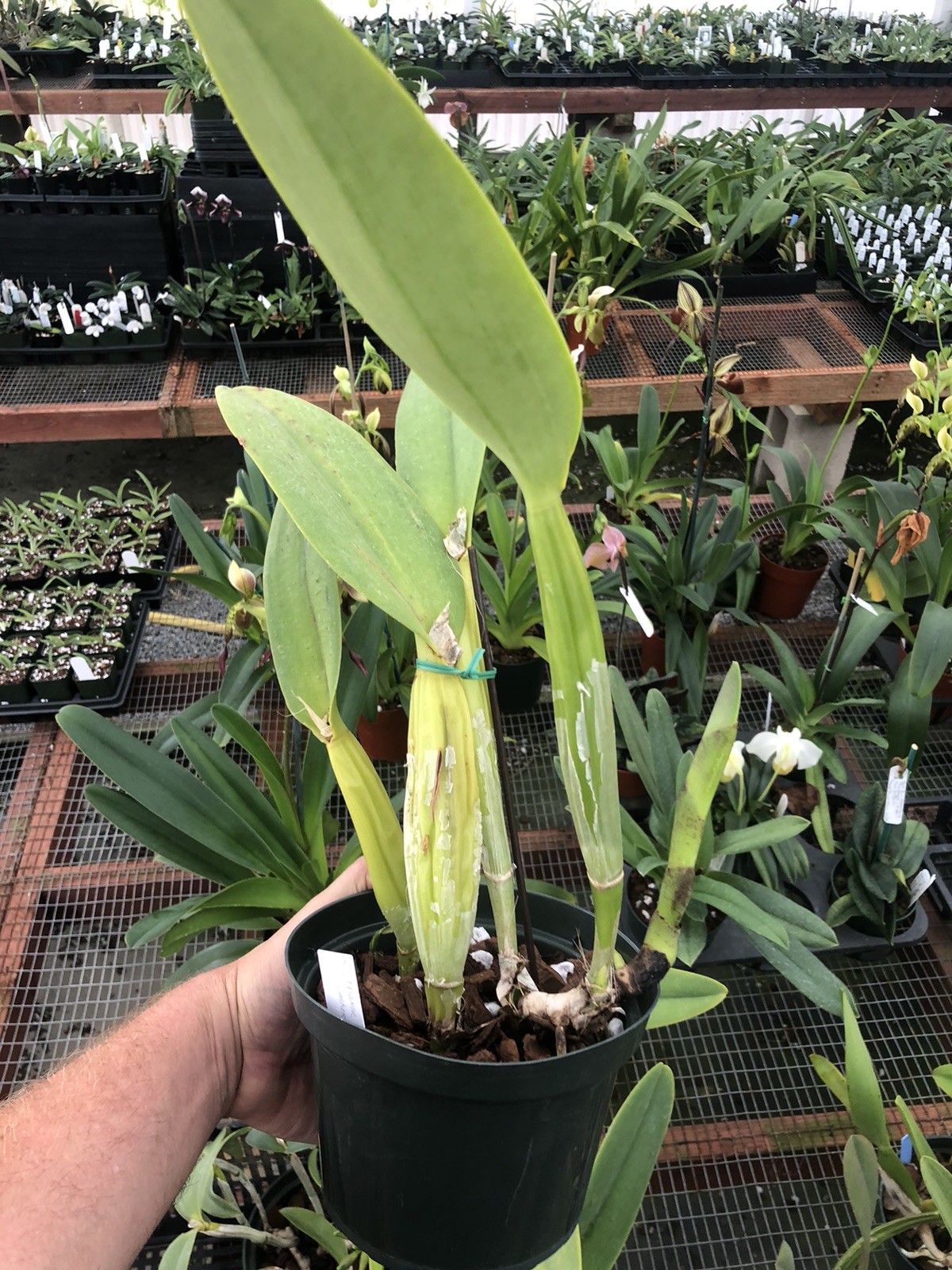 Cattleya trianae ‘Cashen’s’ FCC/AOS Original Division