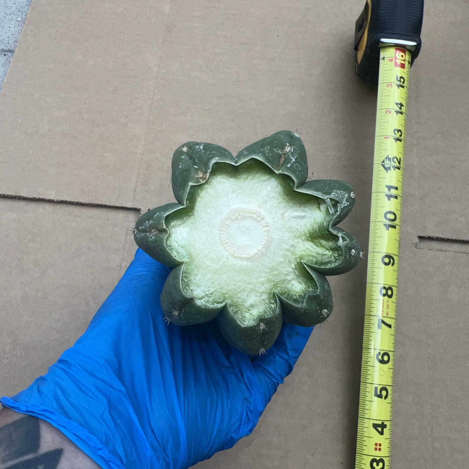 SASS X SCOP 11inches Cutting
