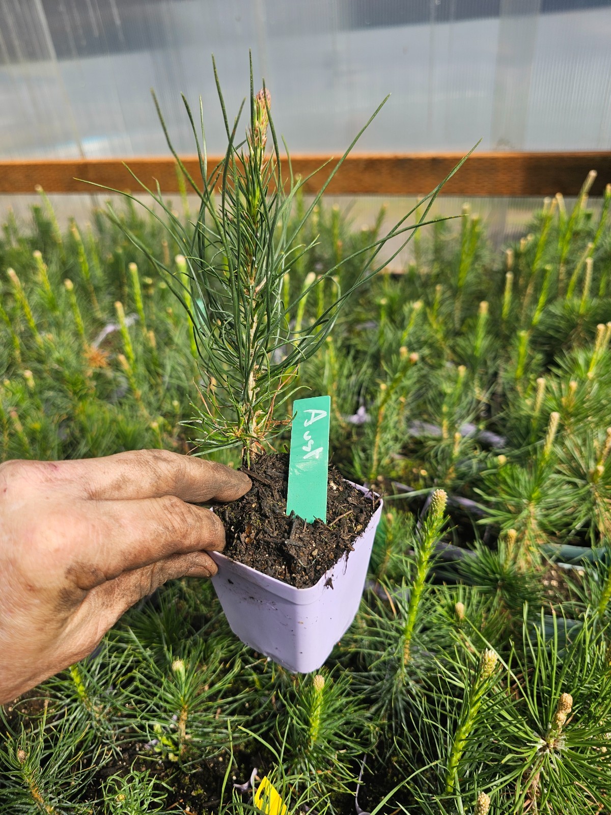 2-PACK small AUSTRIAN pine TREE growing in 3″ pot