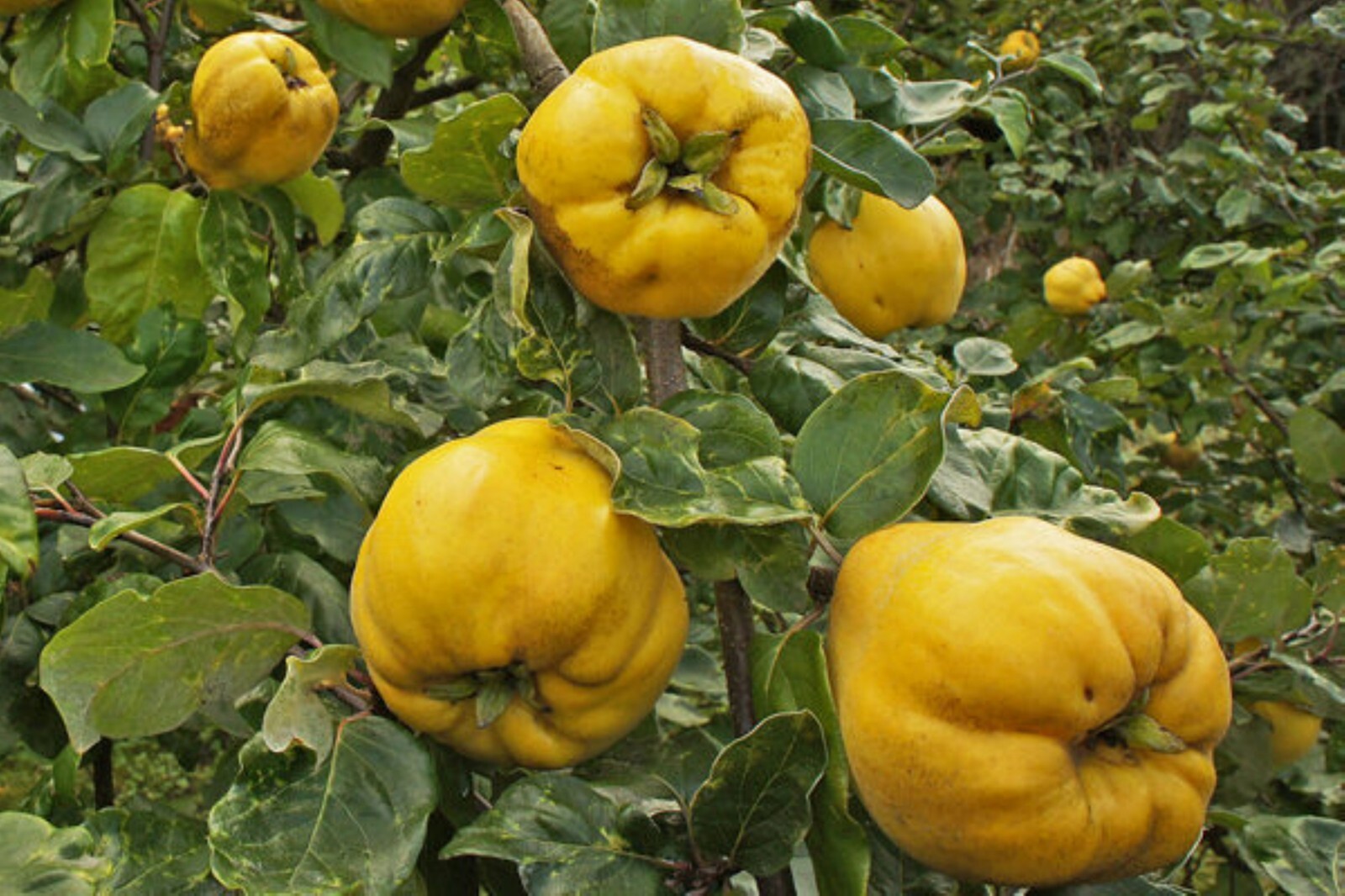 Aromatnaya Quince 3-4 ft tall. Not for HI, CA, AK