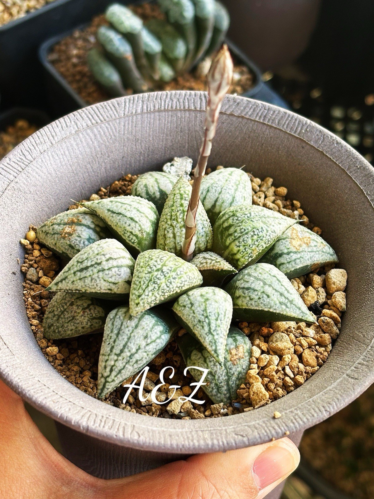 Rare Succulent: 6 Years Old Haworthia Picta Hybrid