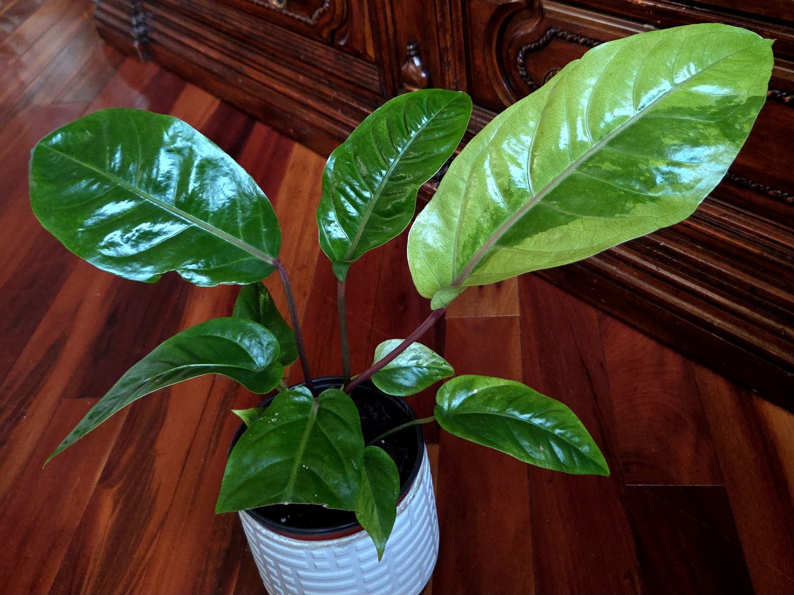 Rare Anthurium Hookeri Variegated 21″ Tall 6″ Pot Not Monstera Philodendron