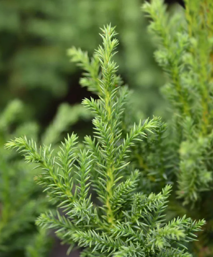 Cryptomeria Japonica ‘Black Dragon’ Japanese Cedar – Quart Pot (6–12″ Tall)