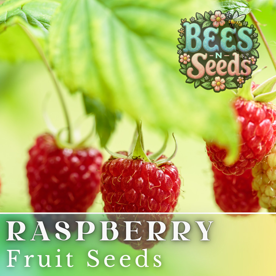 Starling Raspberry Seeds 125, 300, 750 Seeds Fruit Seeds, Non GMO, Bulk Seeds