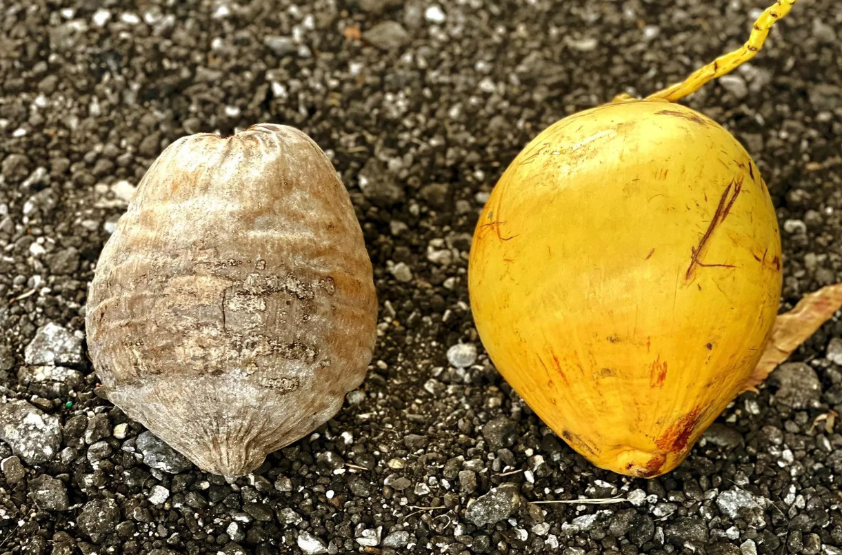 🥥 Set of 2 Dwarf Yellow Malayan Coconut Seeds – Tropical Edible Palm–Unsprouted