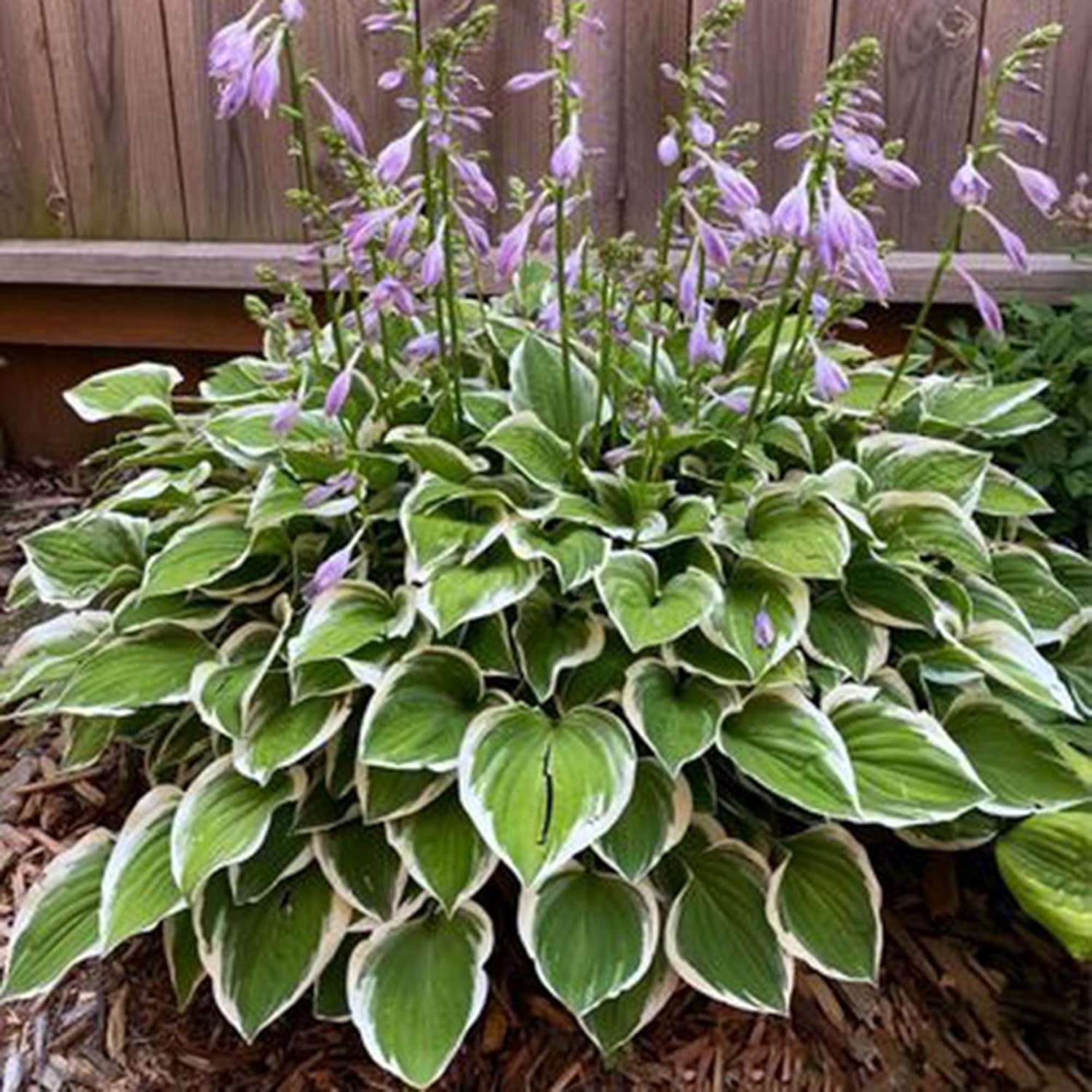 Long-Blooming Hosta Seeds – 310+ Air-Purifying, Low-Maintenance Plants
