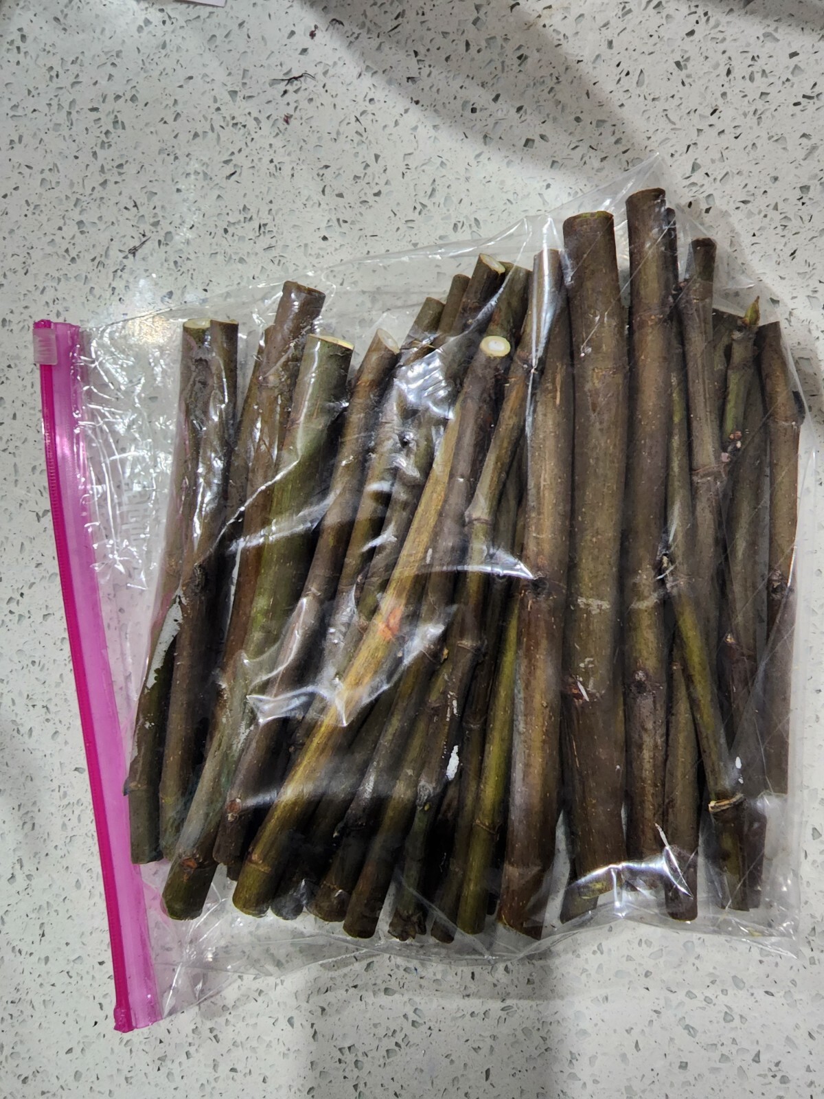 Smith Fig – 2 Cuttings – PLUS WILLOW WATER FOR ROOTING!! – Free Shipping