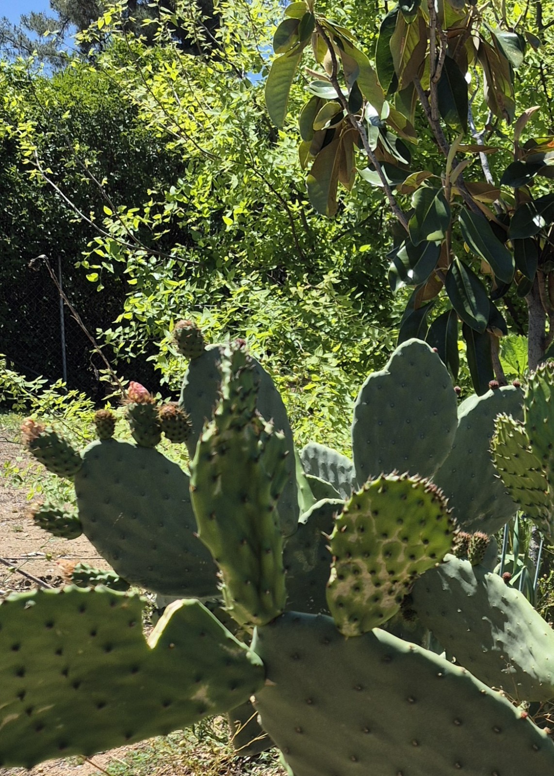 3 Pad Spineless Edible Nopales Prickly Pear Cactus Pads 3 Large Cuttings.